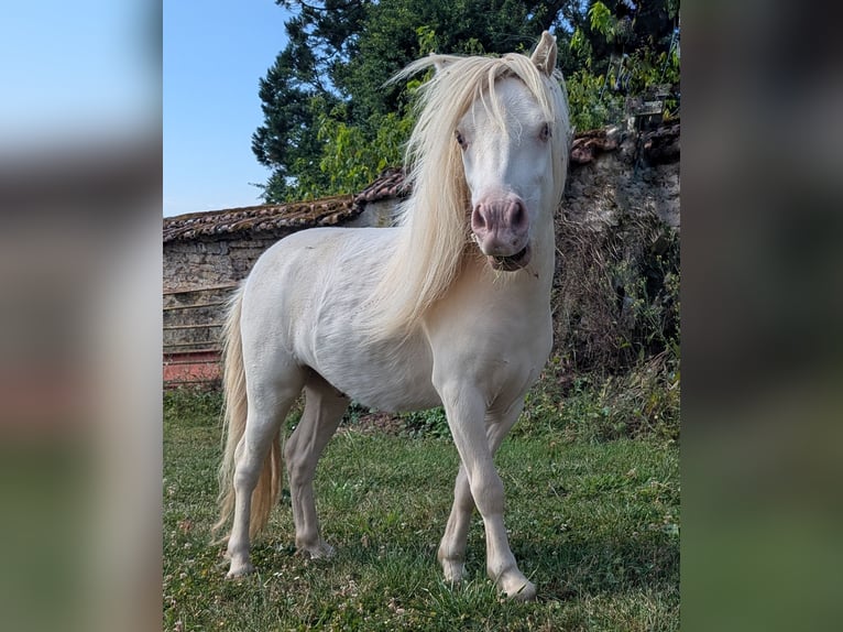 Amerikaans minipaard Ruin 3 Jaar 83 cm Palomino in Auxerre