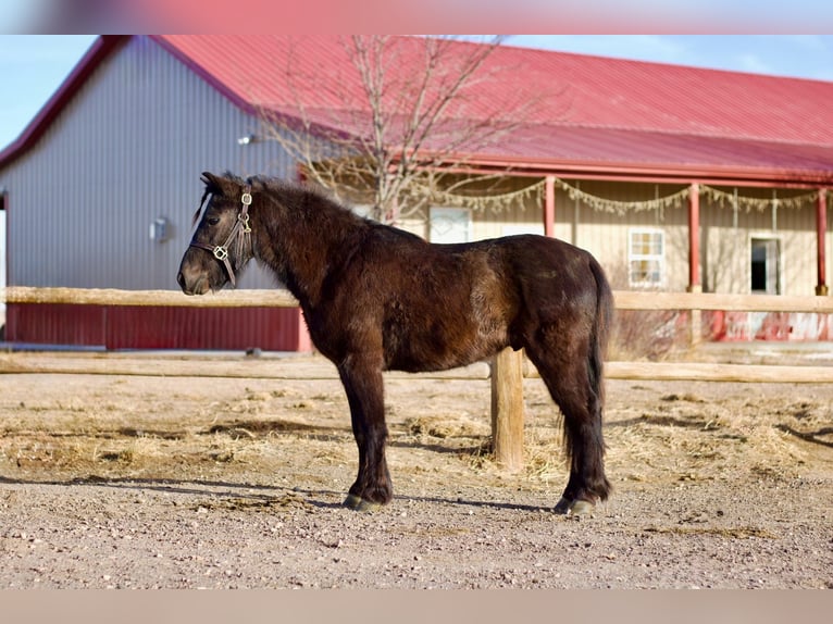 Amerikaans minipaard Mix Ruin 4 Jaar 119 cm Zwart in Fort Collins