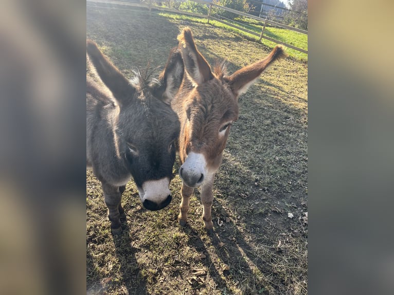 Amerikaans minipaard Ruin 4 Jaar 82 cm Zwartbruin in Feldkirchen-Westerham
