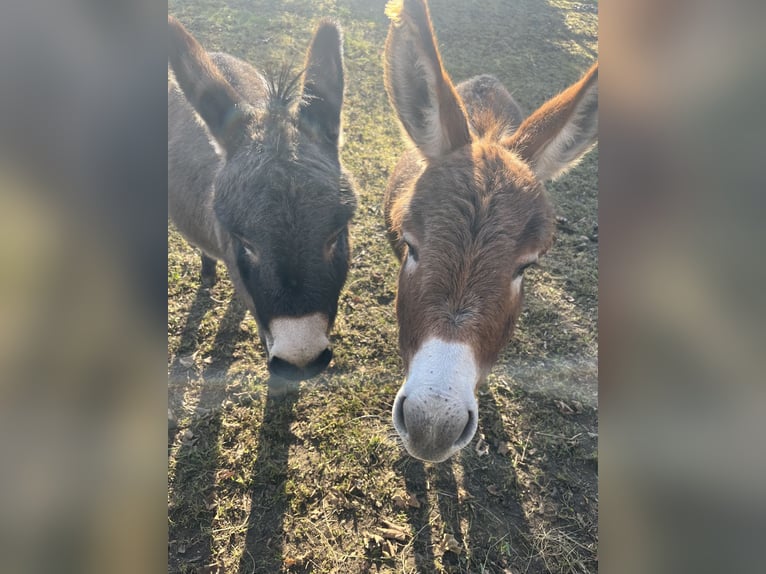 Amerikaans minipaard Ruin 4 Jaar 82 cm Zwartbruin in Feldkirchen-Westerham