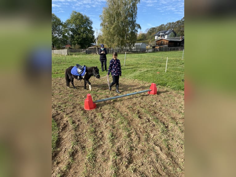 Amerikaans minipaard Ruin 4 Jaar 85 cm Gevlekt-paard in Heinsdorfergrund