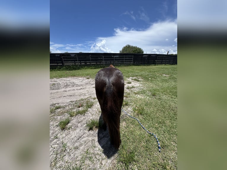 Amerikaans minipaard Mix Ruin 4 Jaar 91 cm Zwart in LoxahatcheeWellington