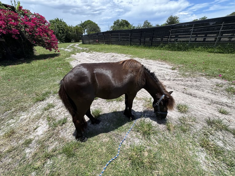 Amerikaans minipaard Mix Ruin 4 Jaar 91 cm Zwart in LoxahatcheeWellington