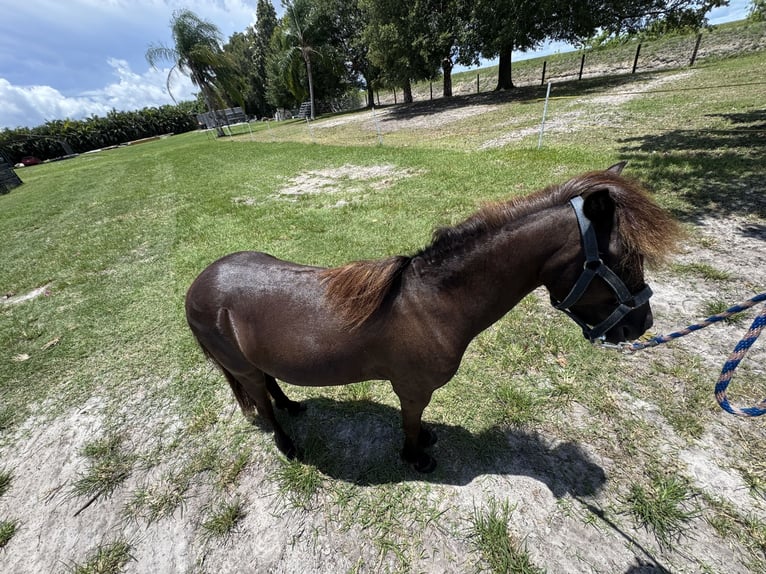 Amerikaans minipaard Mix Ruin 4 Jaar 91 cm Zwart in LoxahatcheeWellington