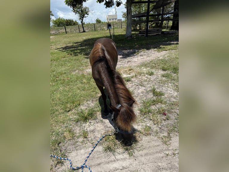 Amerikaans minipaard Mix Ruin 4 Jaar 91 cm Zwart in LoxahatcheeWellington