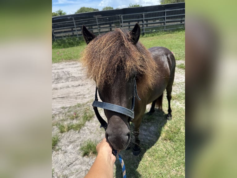 Amerikaans minipaard Mix Ruin 4 Jaar 91 cm Zwart in LoxahatcheeWellington
