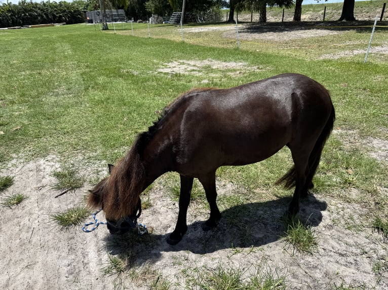 Amerikaans minipaard Mix Ruin 4 Jaar 91 cm Zwart in LoxahatcheeWellington