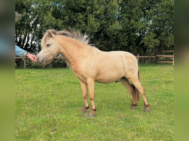 Amerikaans minipaard Ruin 5 Jaar 80 cm Buckskin in Garding