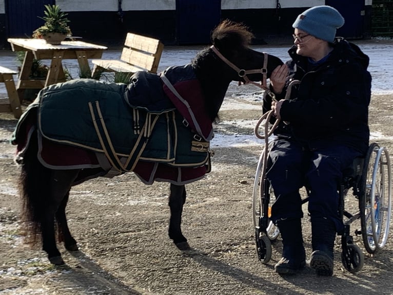 Amerikaans minipaard Ruin 5 Jaar 81 cm Zwart in Cheltenham