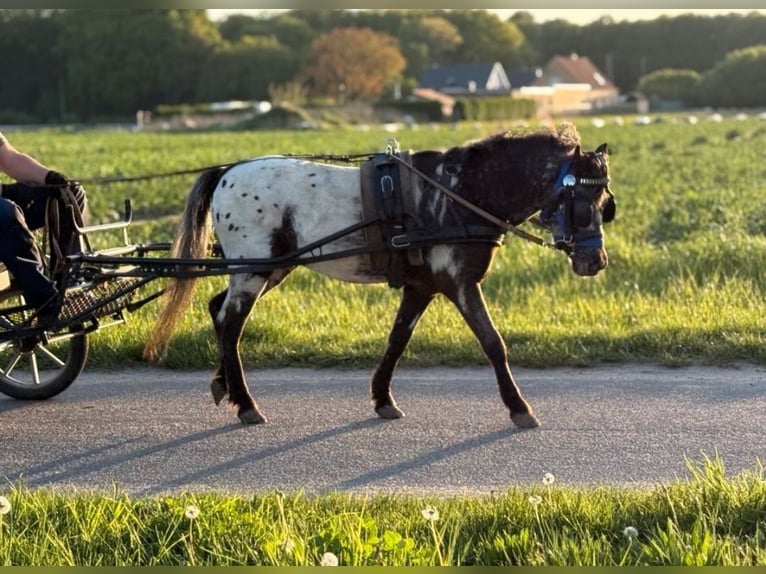 Amerikaans minipaard Ruin 6 Jaar 107 cm Appaloosa in Weissach