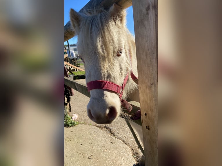 Amerikaans minipaard Ruin 7 Jaar 100 cm Appaloosa in Fröndenberg