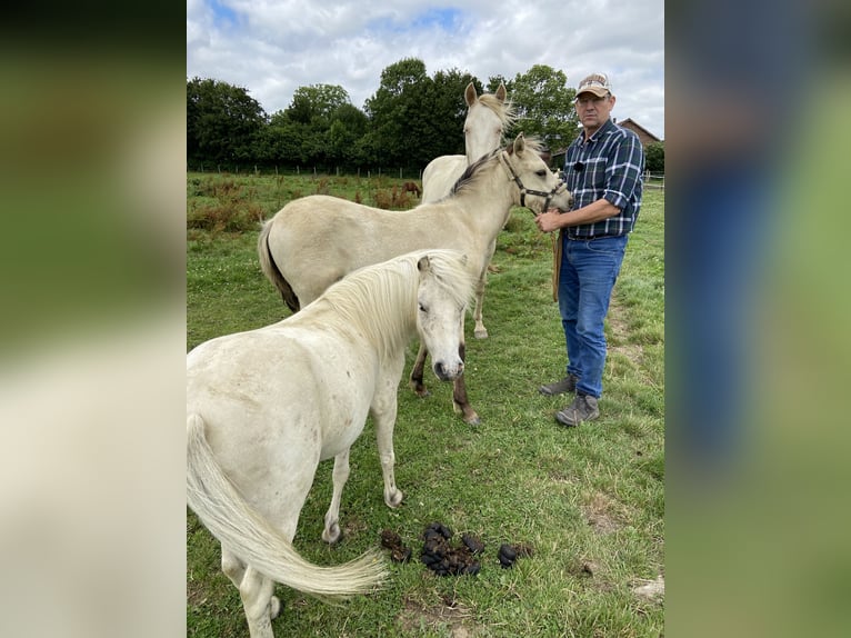 Amerikaans minipaard Ruin 7 Jaar 100 cm Appaloosa in Fröndenberg