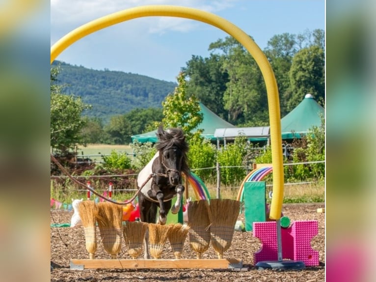 Amerikaans minipaard Ruin 7 Jaar 90 cm Gevlekt-paard in Rodersdorf