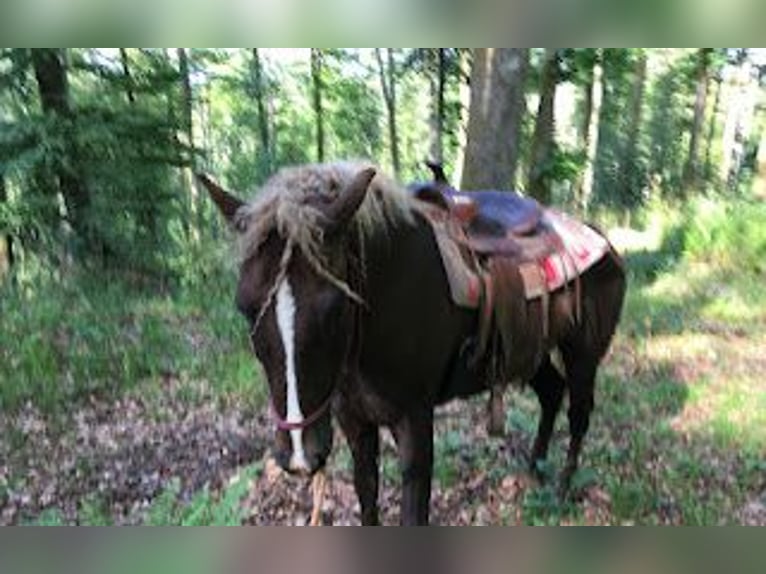 Amerikansk curlyhäst Hingst 10 år 152 cm Fux in FRANCE