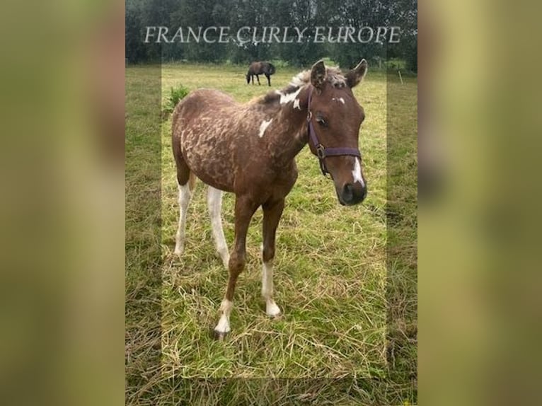 Amerikansk curlyhäst Hingst 1 år 138 cm in BE