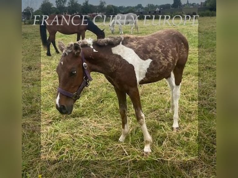 Amerikansk curlyhäst Hingst 1 år 138 cm in BE