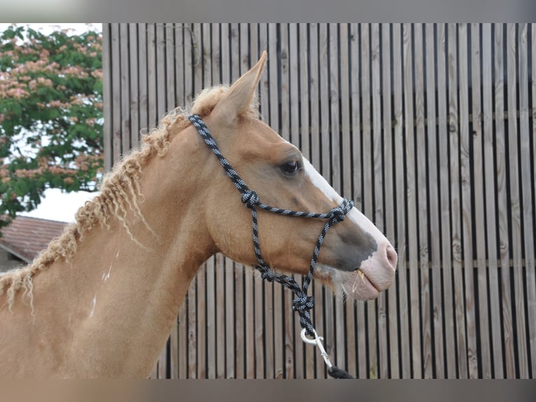 Amerikansk curlyhäst Hingst 1 år 145 cm Overo-skäck-alla-färger in GAAS