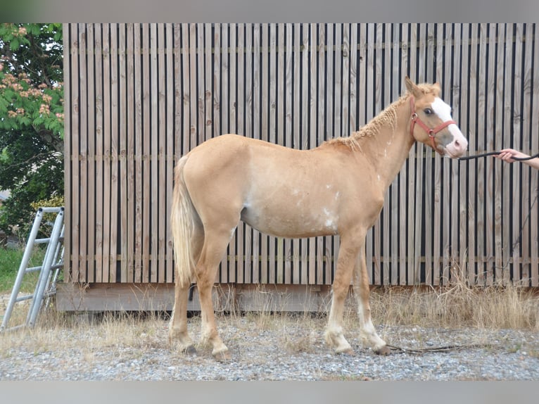 Amerikansk curlyhäst Hingst 1 år 145 cm Overo-skäck-alla-färger in GAAS