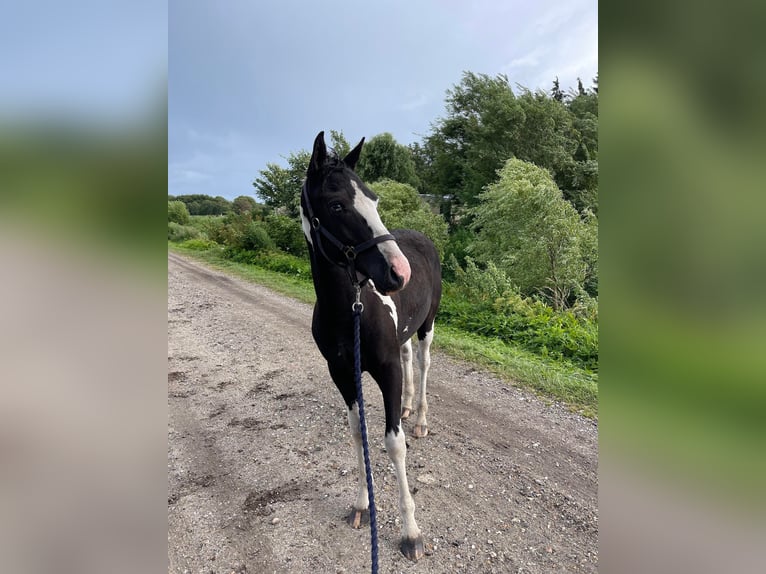 Amerikansk curlyhäst Hingst 1 år 148 cm Tobiano-skäck-alla-färger in Storvorde