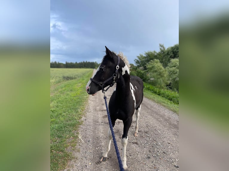 Amerikansk curlyhäst Hingst 1 år 148 cm Tobiano-skäck-alla-färger in Storvorde