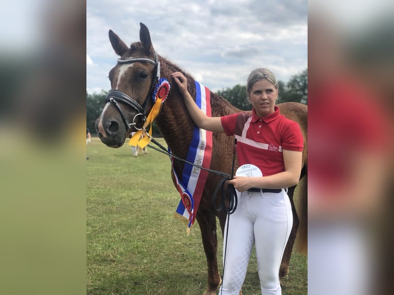 Amerikansk curlyhäst Hingst 1 år 148 cm Tobiano-skäck-alla-färger in Storvorde