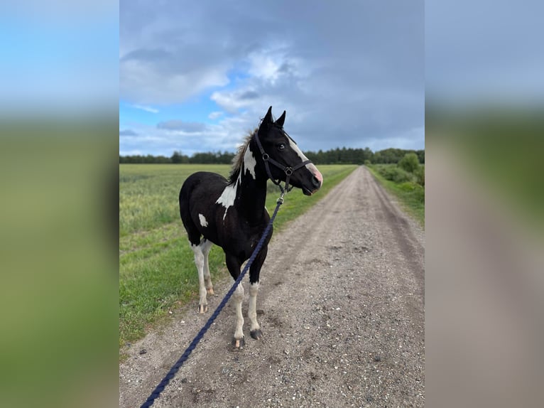 Amerikansk curlyhäst Hingst 1 år 148 cm Tobiano-skäck-alla-färger in Storvorde