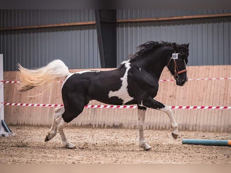 Amerikansk curlyhäst Hingst 1 år 148 cm Tobiano-skäck-alla-färger in Storvorde