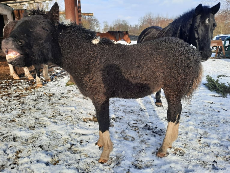 Amerikansk curlyhäst Hingst 1 år 150 cm Tobiano-skäck-alla-färger in Vellahn