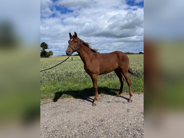 Amerikansk curlyhäst Hingst 1 år 153 cm fux in Storvorde