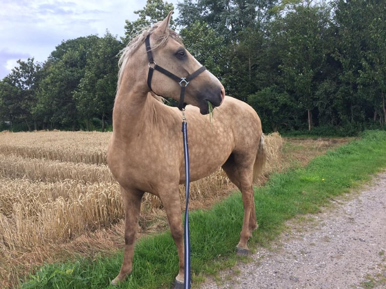 Amerikansk curlyhäst Hingst 1 år 153 cm fux in Storvorde