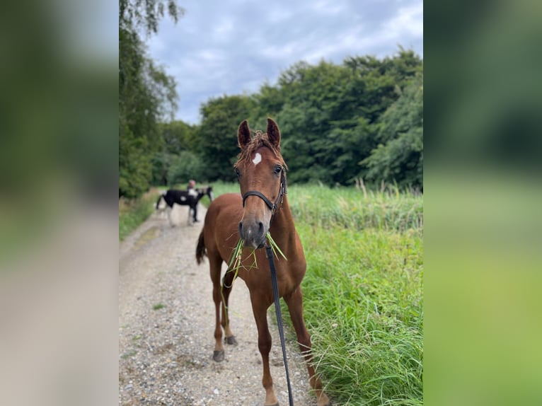 Amerikansk curlyhäst Hingst 1 år 153 cm fux in Storvorde