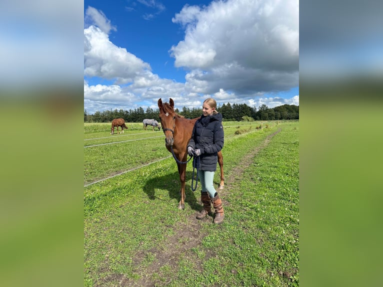 Amerikansk curlyhäst Hingst 1 år 153 cm fux in Storvorde