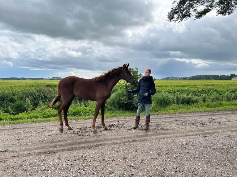 Amerikansk curlyhäst Hingst 1 år 153 cm fux in Storvorde