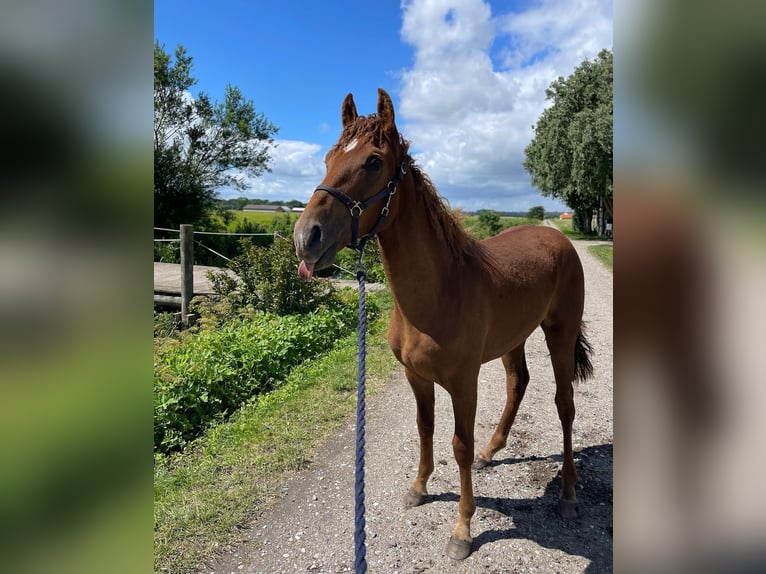 Amerikansk curlyhäst Hingst 1 år 153 cm fux in Storvorde