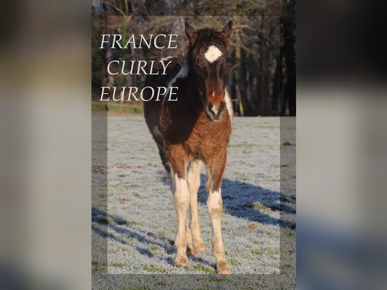Amerikansk curlyhäst Hingst 1 år 155 cm Brun in france