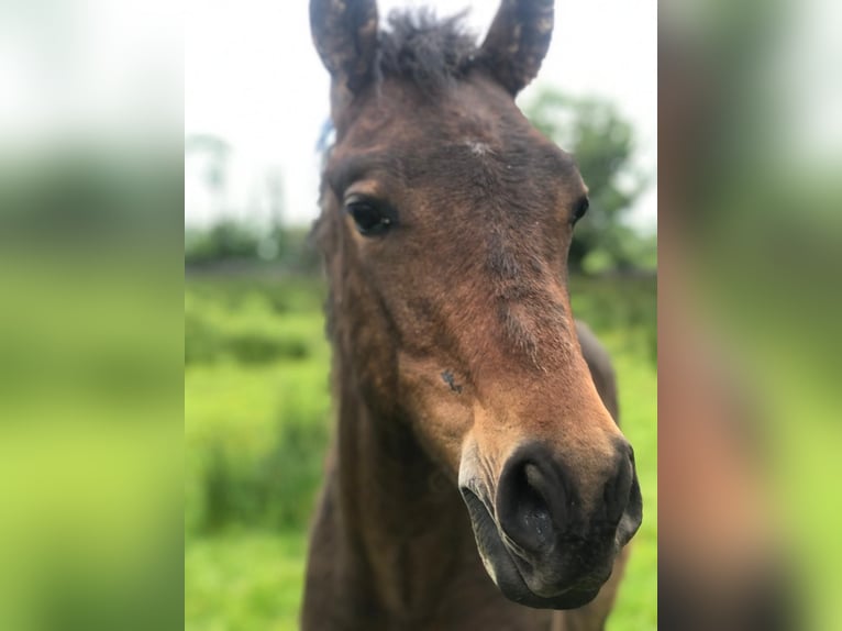 Amerikansk curlyhäst Hingst 1 år 155 cm Brun in Oughterard - Co Galway