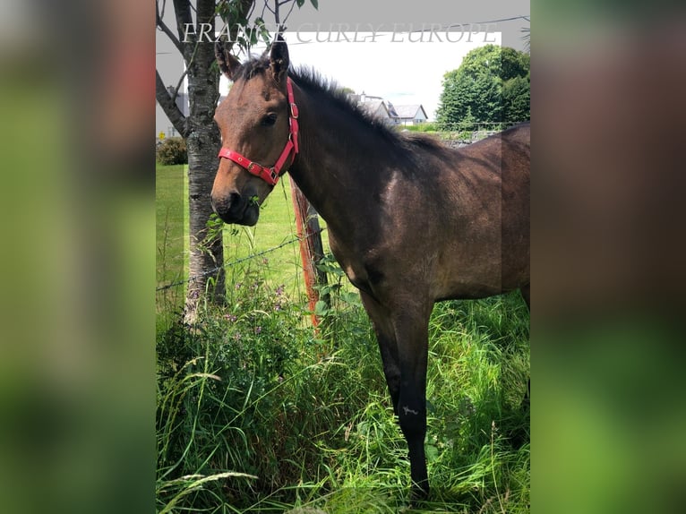 Amerikansk curlyhäst Hingst 1 år 155 cm Brun in Oughterard - Co Galway