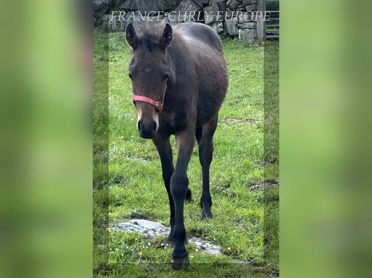 Amerikansk curlyhäst Hingst 1 år 155 cm Brun in Oughterard - Co Galway