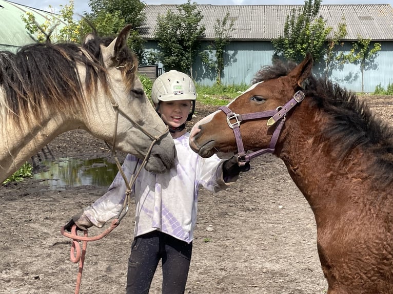 Amerikansk curlyhäst Hingst 1 år 155 cm Mörkbrun in Skærbæk