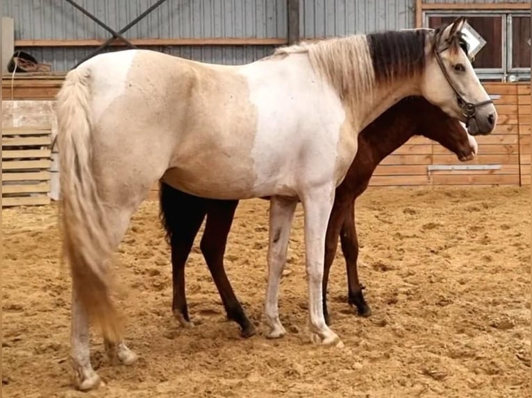 Amerikansk curlyhäst Hingst 1 år 155 cm Mörkbrun in Skærbæk