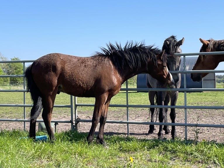 Amerikansk curlyhäst Hingst 1 år 155 cm Mörkbrun in Skærbæk