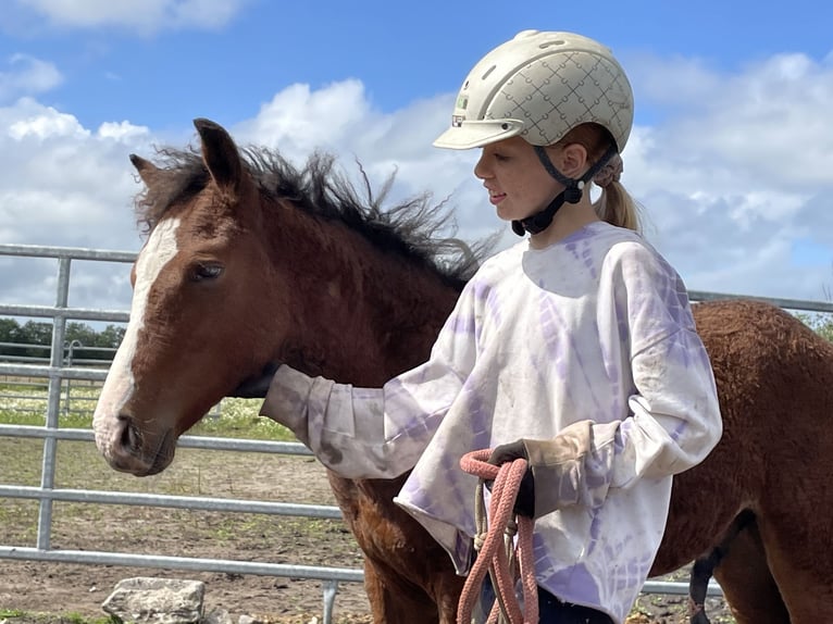 Amerikansk curlyhäst Hingst 1 år 155 cm Mörkbrun in Skærbæk