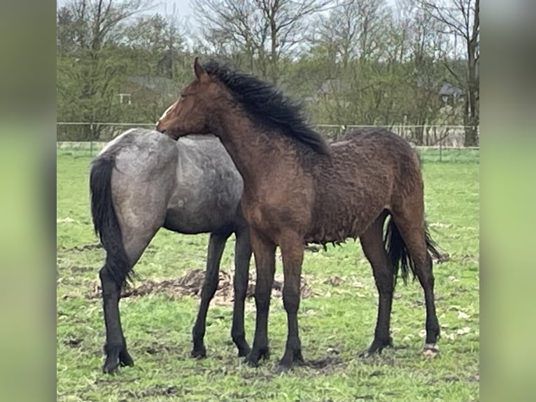 Amerikansk curlyhäst Hingst 1 år 155 cm Mörkbrun in Skærbæk