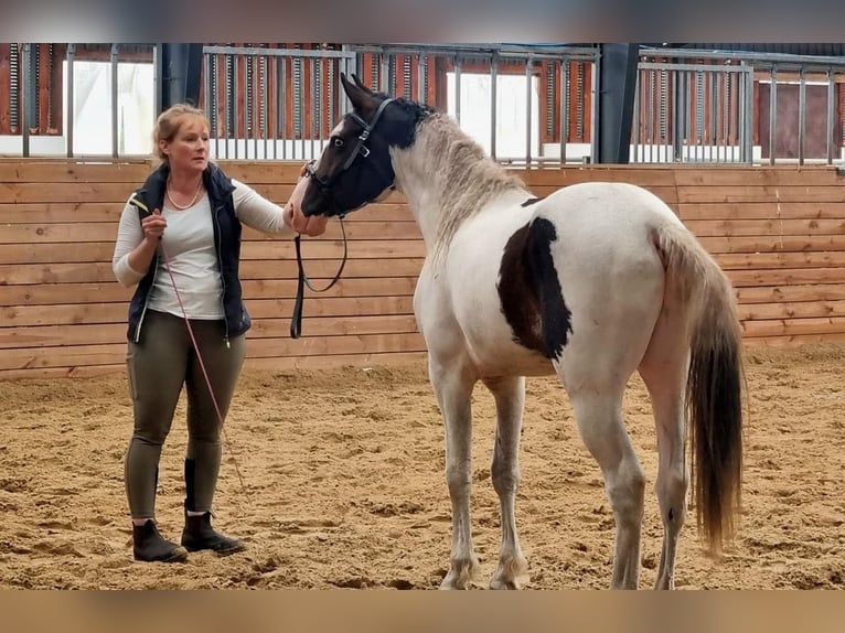 Amerikansk curlyhäst Hingst 1 år 155 cm Mörkbrun in Skærbæk