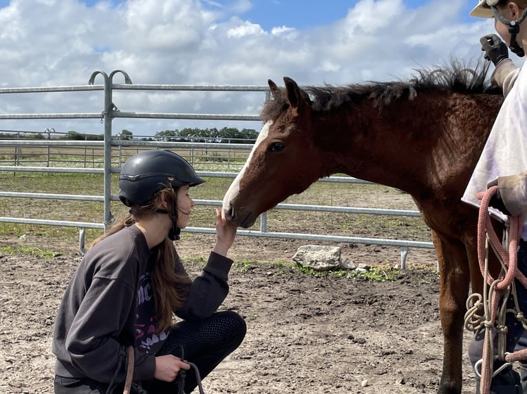 Amerikansk curlyhäst Hingst 1 år 155 cm Mörkbrun in Skærbæk