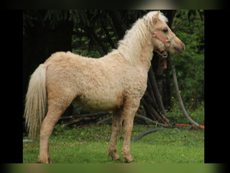 Amerikansk curlyhäst Hingst 2 år 100 cm Palomino in Le Chambon-Feugerolles