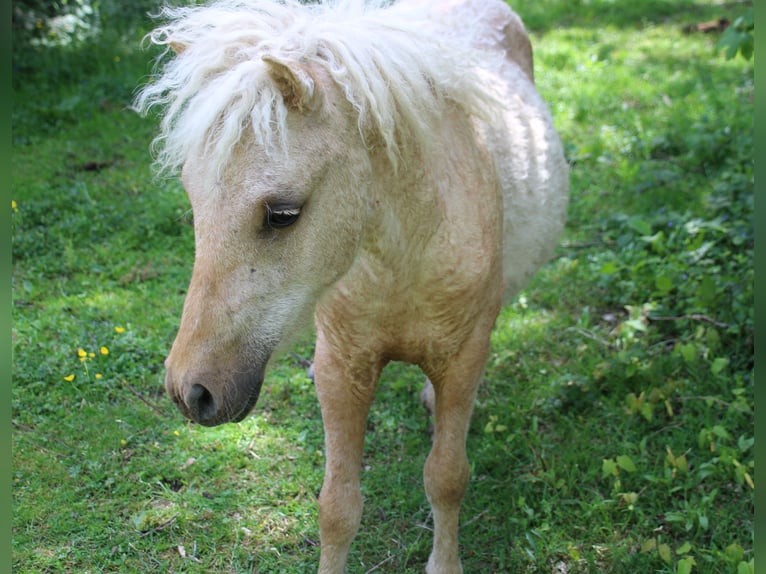 Amerikansk curlyhäst Hingst 2 år 100 cm Palomino in Le Chambon-Feugerolles