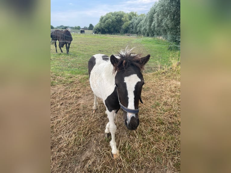 Amerikansk curlyhäst Hingst 2 år 110 cm Tobiano-skäck-alla-färger in Deinze