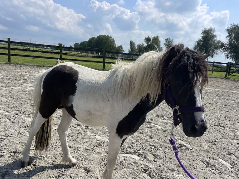 Amerikansk curlyhäst Hingst 2 år 110 cm Tobiano-skäck-alla-färger in Deinze