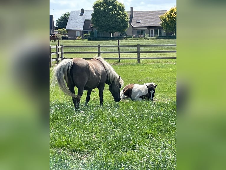 Amerikansk curlyhäst Hingst 2 år 110 cm Tobiano-skäck-alla-färger in Deinze